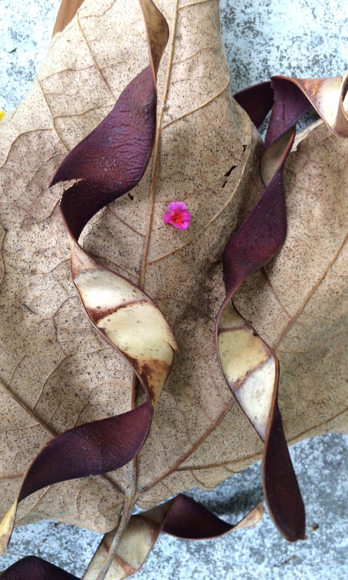 Seed pods and a small lantana flower