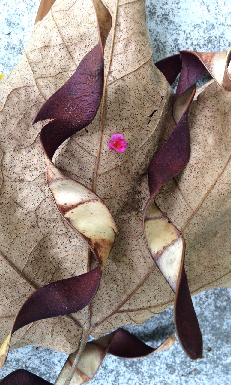 Seed pods and a small lantana flower