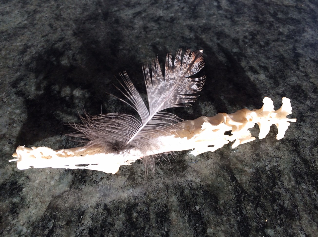 Feathery spine