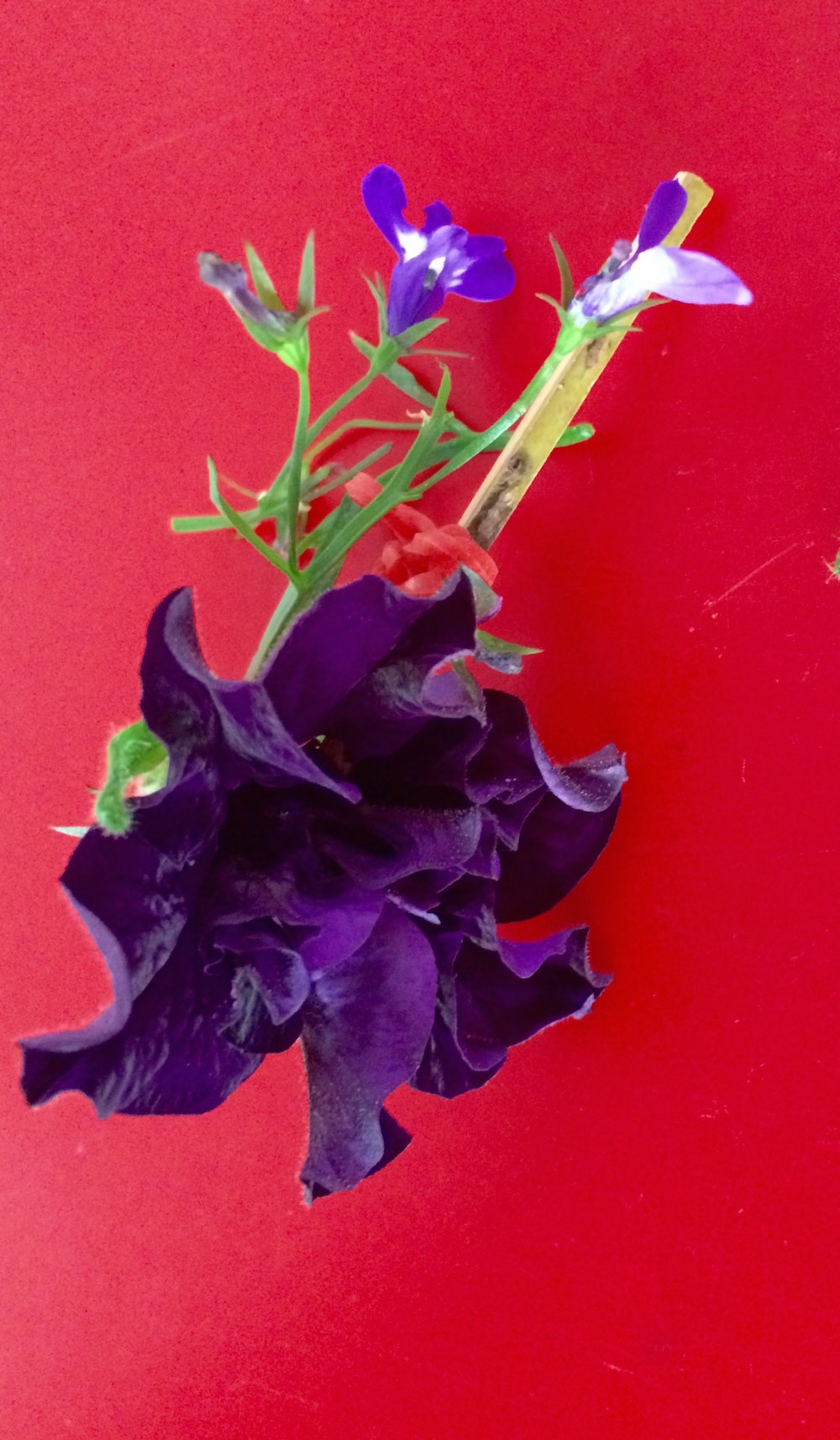 Paris: red white and purple